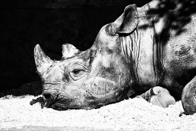 View of rhinoceros resting