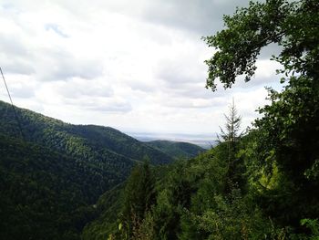 Scenic view of forest against sky