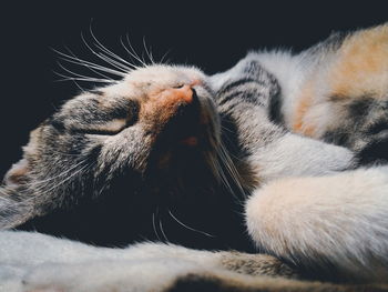 Close-up of cat relaxing