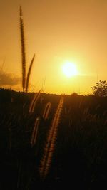 Scenic view of landscape at sunset