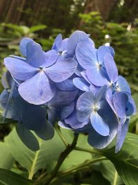 Close-up of purple flowers blooming outdoors