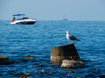 Seagull perching on sea against sky