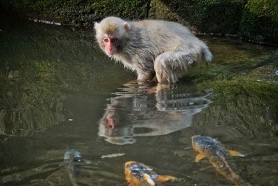 Monkey and fishes in lake