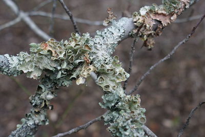 Close-up of frozen plant