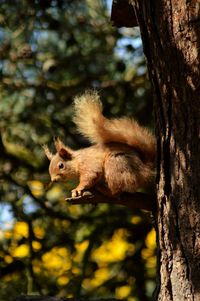 Squirrel on tree trunk in forest