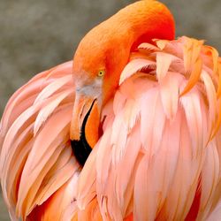 Close-up of bird perching on orange