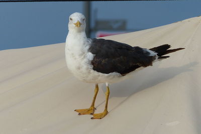 Close-up of seagull perching on wall