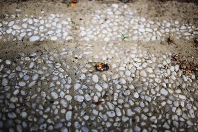 Close-up of crab on sand at beach