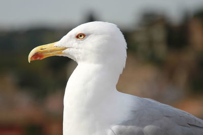 Close-up of white bird