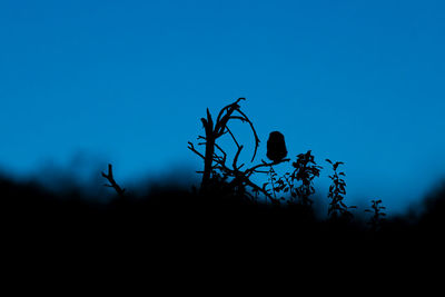 Low angle view of silhouette plants against clear blue sky