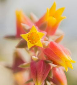 Close-up of yellow flower