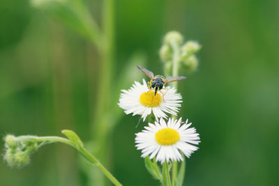 Insect on flower