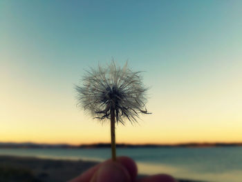 Cropped image of person holding dandelion at beach against clear sky during sunset
