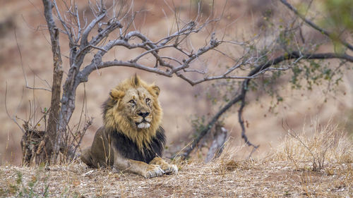 Lion sitting on land