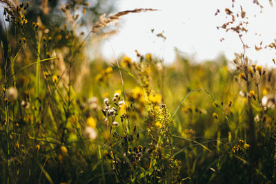 Close-up of yellow flowering plants on field