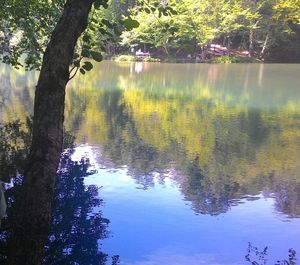 Reflection of trees in water