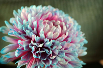 Close-up of purple flowering plant