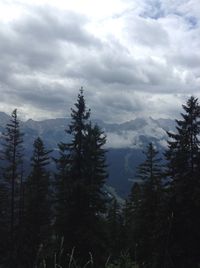 Trees against cloudy sky