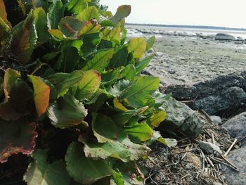 Close-up of plant growing on beach