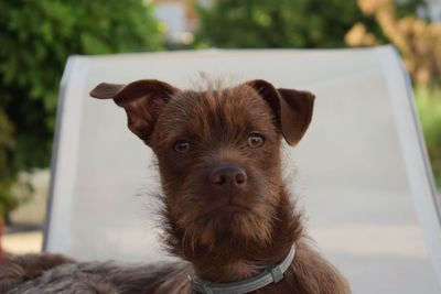 Close-up portrait of dog