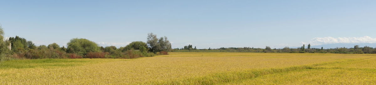 Scenic view of field against clear sky