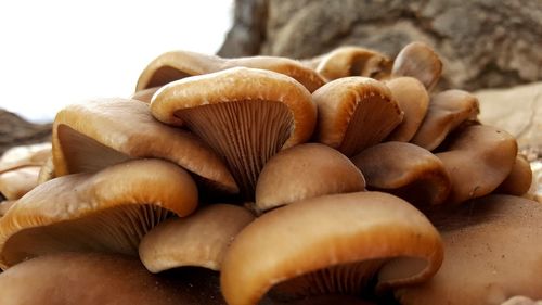 Close-up of mushrooms