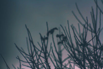 Close-up of silhouette plant against sky at dusk