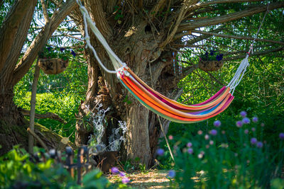 Clothes hanging on tree trunk in forest