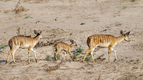 Deer walking at national park