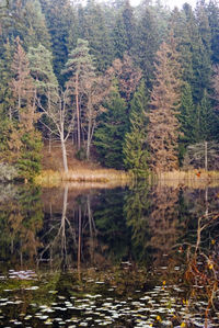 Scenic view of lake in forest