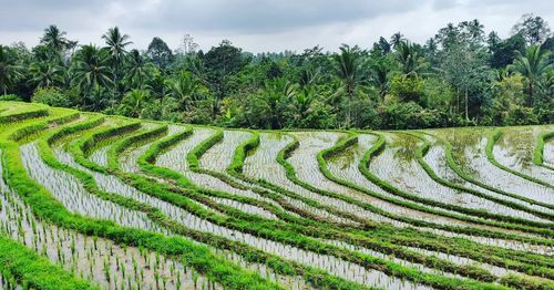 Scenic view of agricultural field against sky