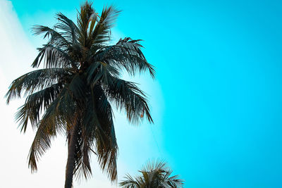 Low angle view of palm tree against clear blue sky