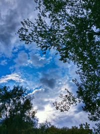 Low angle view of trees against cloudy sky