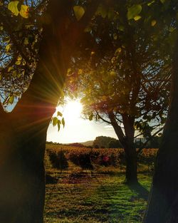 Sunlight streaming through trees on field