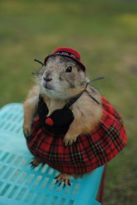 Close-up of squirrel in cloths standing on plastic basket