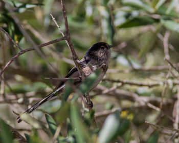 Close-up of bird perching on branch