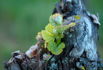 Green new budding at a gnarled vine plant close-up