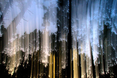 Low angle view of bamboo trees in forest