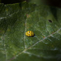 Close-up of ladybug on leaf