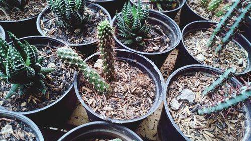 High angle view of potted plants on field