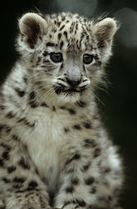 Close-up portrait of a cat