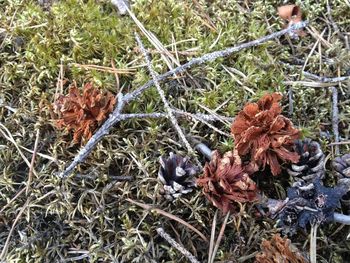 Close-up of dry plants during winter