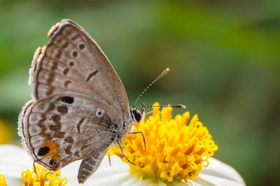 Close-up of butterfly pollinating on yellow flower