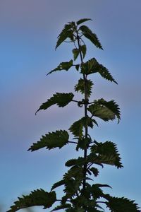 Low angle view of plant leaves against blue sky