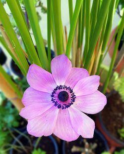 Close-up of pink flowering plant