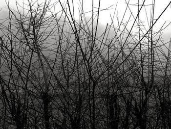 Low angle view of bare trees against sky