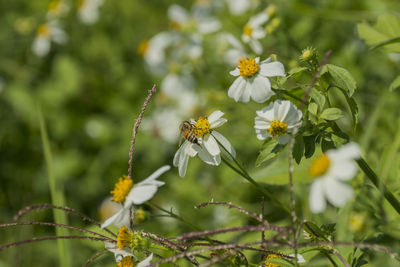 Close-up of bee on yellow flower