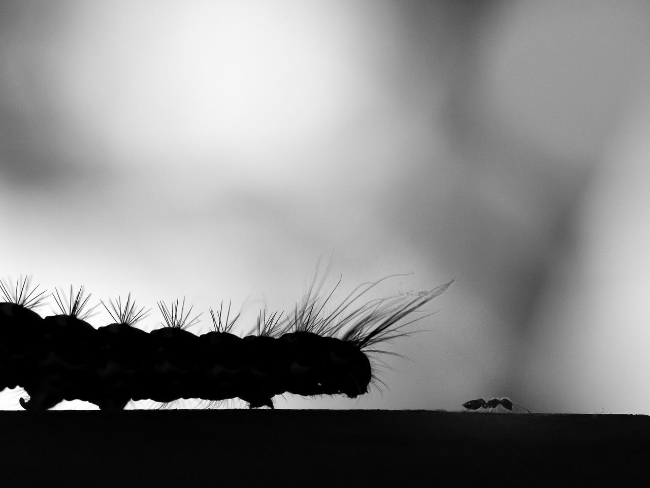 no people, close-up, sky, nature, selective focus, plant, outdoors, day, focus on foreground, growth, caterpillar, beauty in nature, one animal, silhouette, cloud - sky, insect, tranquility, roof, invertebrate, spiky