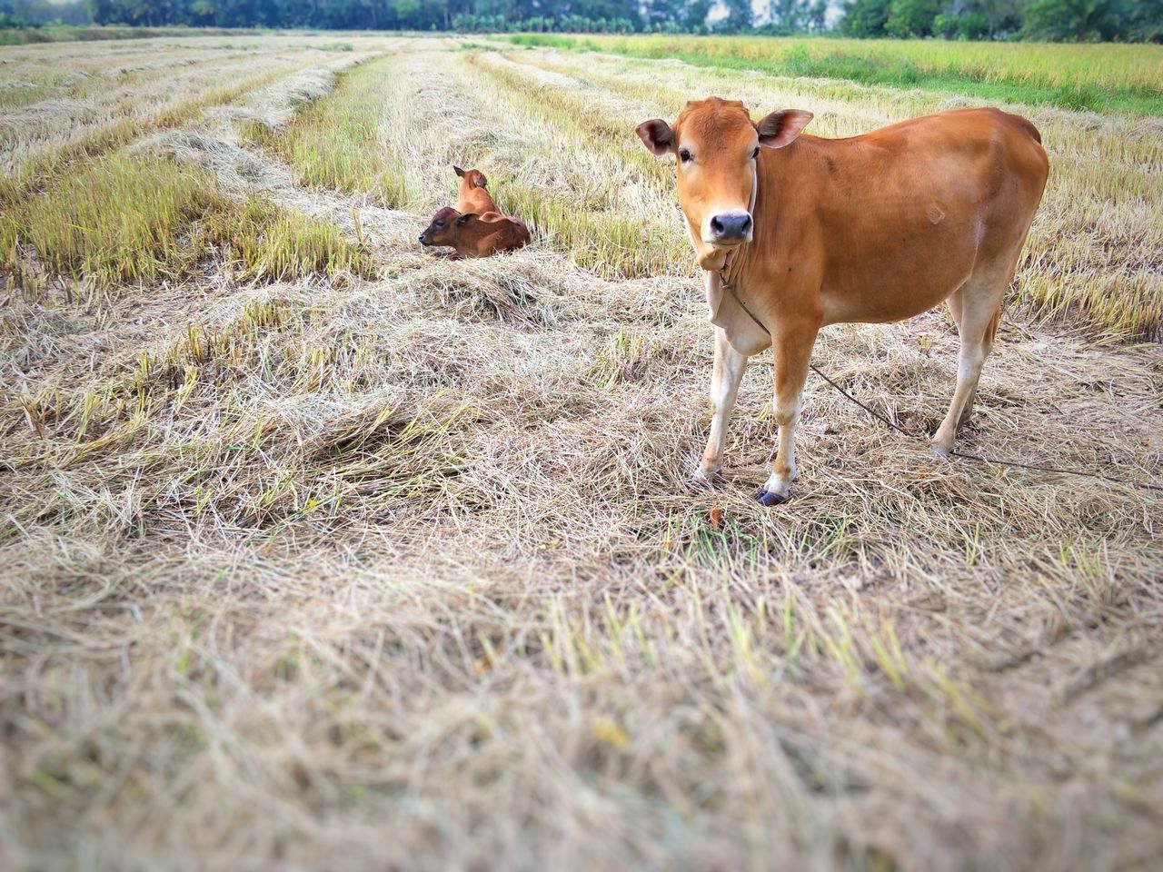 COWS ON FIELD