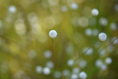 Close-up of white flowers